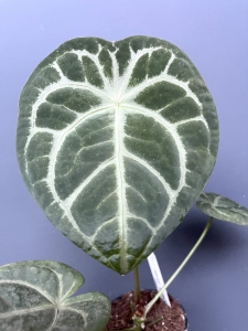 Anthurium Magnificent Silver - M