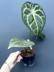 Anthurium Magnificent Silver - L