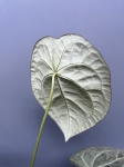 Anthurium Magnificent Silver - L