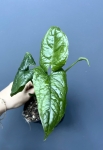 Monstera Membraceana