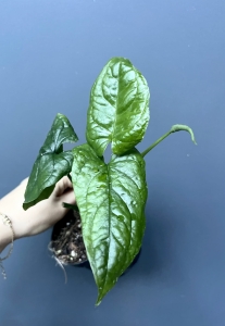 Monstera Membraceana