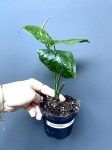 Monstera Membraceana