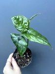 Monstera Membraceana