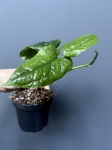 Monstera Membraceana
