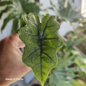 Alocasia Jacklyn - S