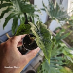 Alocasia Jacklyn - S