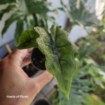 Alocasia Jacklyn - S