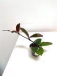Hoya Flamingo Dream