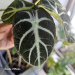 Alocasia Ninja