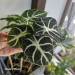 Alocasia Ninja