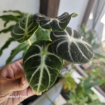 Alocasia Ninja