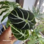 Alocasia Ninja