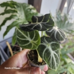 Alocasia Ninja