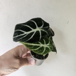 Alocasia Ninja