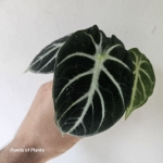 Alocasia Ninja