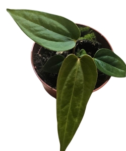 Anthurium magnificum x Anthurium nigrolaminum Gigi