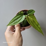 A. Magnificum x A. nigrolaminum Gigi