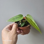 A. Magnificum x A. nigrolaminum Gigi