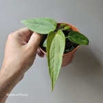 A. Magnificum x A. nigrolaminum Gigi