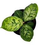 Homalomena Walissii Camouflage