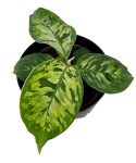 Homalomena Walissii Camouflage