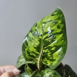 Homalomena Camouflage L