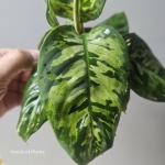 Homalomena Camouflage L