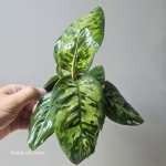 Homalomena Camouflage L