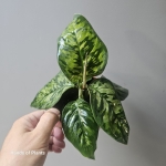 Homalomena Camouflage L