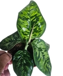 Homalomena Camouflage L
