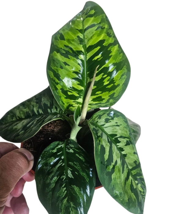Homalomena Camouflage L