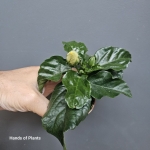 Hibiscus mini Hawaii