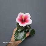 Hibiscus mini Hawaii