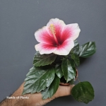 Hibiscus mini Hawaii