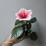 Hibiscus mini Hawaii