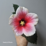 Hibiscus mini Hawaii