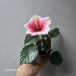 Hibiscus mini Hawaii