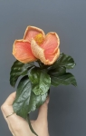 Hibiscus mini Hawaii