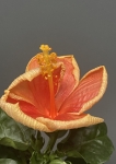 Hibiscus mini Hawaii