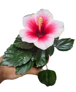 Hibiscus mini Hawaii