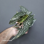 Begonia Albopicta Rosea