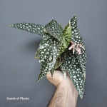 Begonia Albopicta Rosea