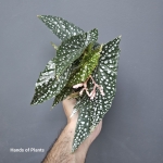 Begonia Albopicta Rosea