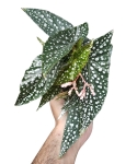 Begonia Albopicta Rosea