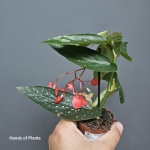Begonia maculata Tamaya