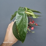 Begonia maculata Tamaya