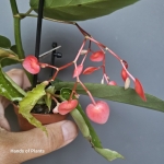 Begonia maculata Tamaya