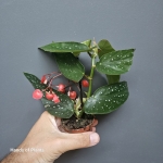 Begonia maculata Tamaya