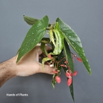Begonia maculata Tamaya