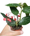 Begonia maculata Tamaya